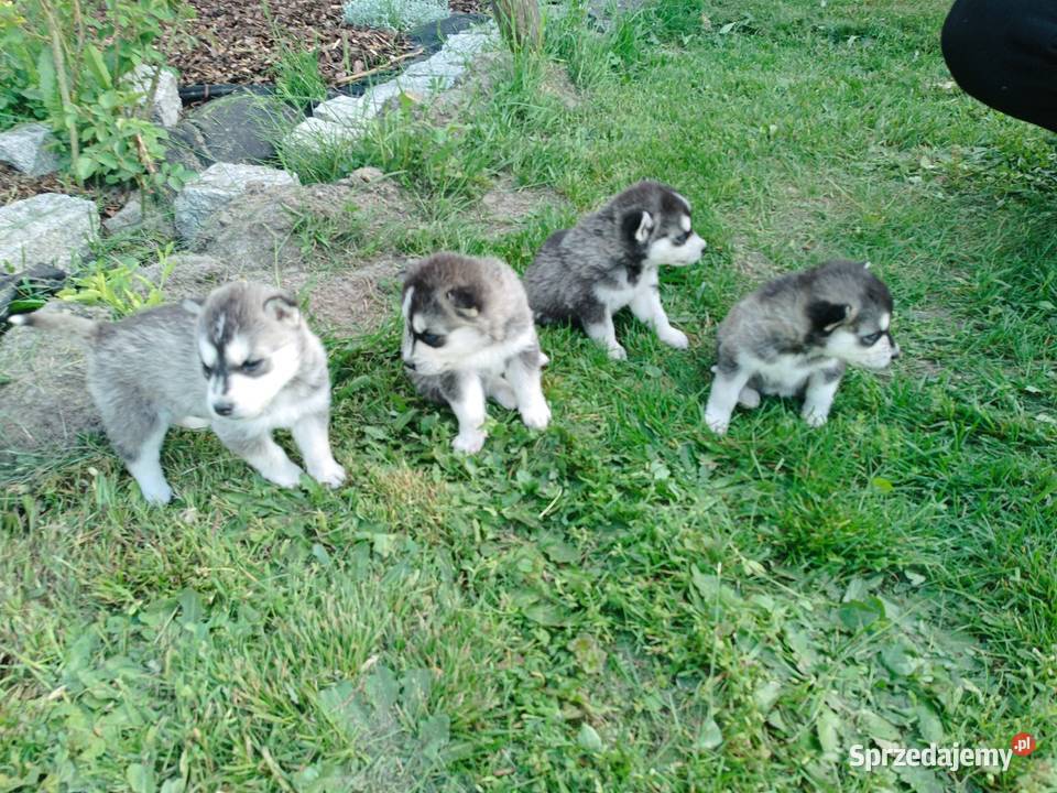 Szczeniak Husky Syberian szczeniaki Husky Widełka