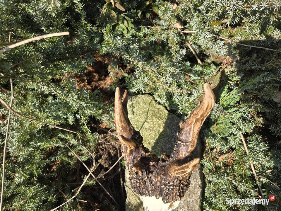 AKTUALNY REKORD ŚWIATA HAMPSHIRE 2893 CIC KOPIA Orzesze