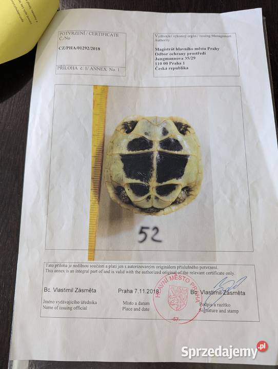 Sprzedam źółwia greckiego lądowego kujawsko-pomorskie Bydgoszcz