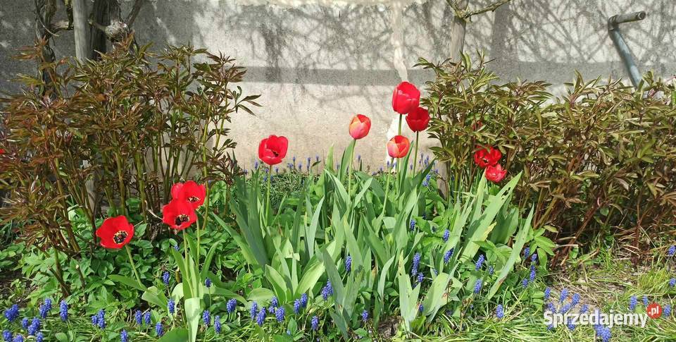 Działka ROD NEPTUN Szosa Polska Szczecin