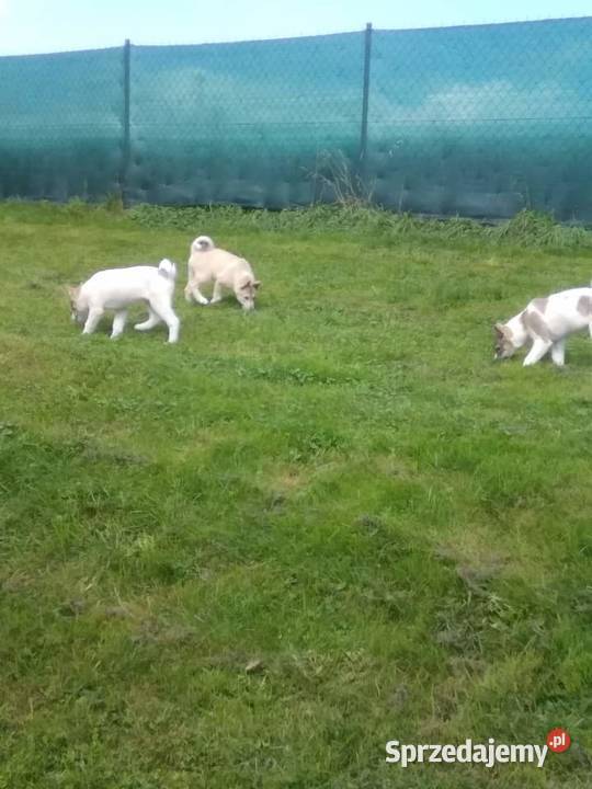 Łajka Zachodniosyberyjska Kłodzko