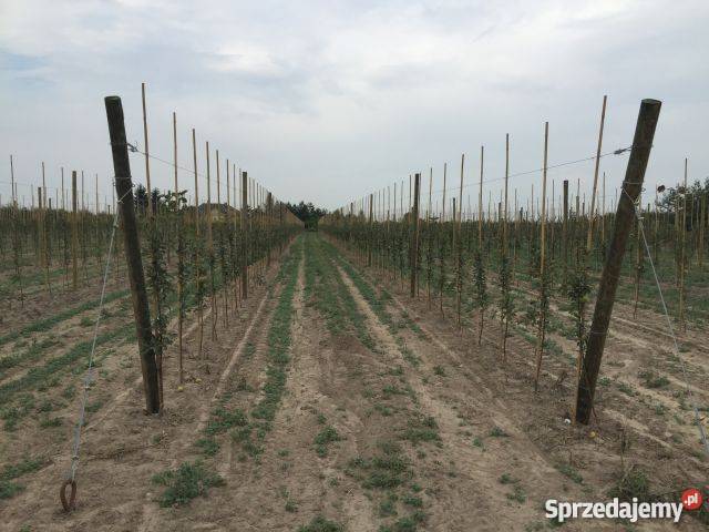 Rusztowanie sadownicze konstrukcje sadownicze Grójec