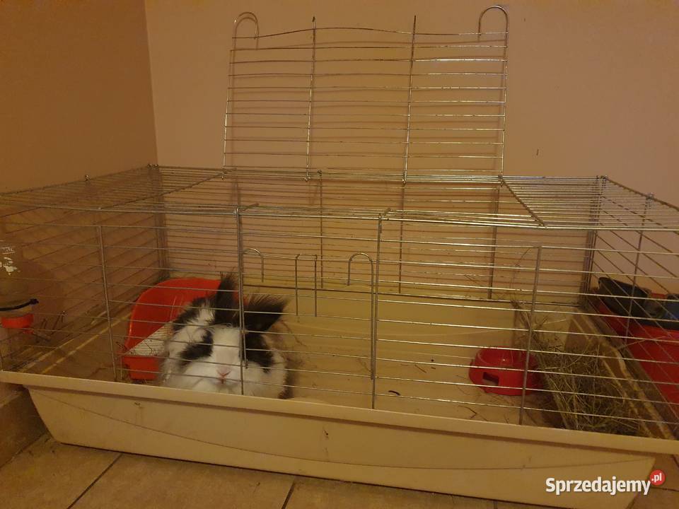 Króliczek królik Teddy karzełek minaturka matka Rajcza