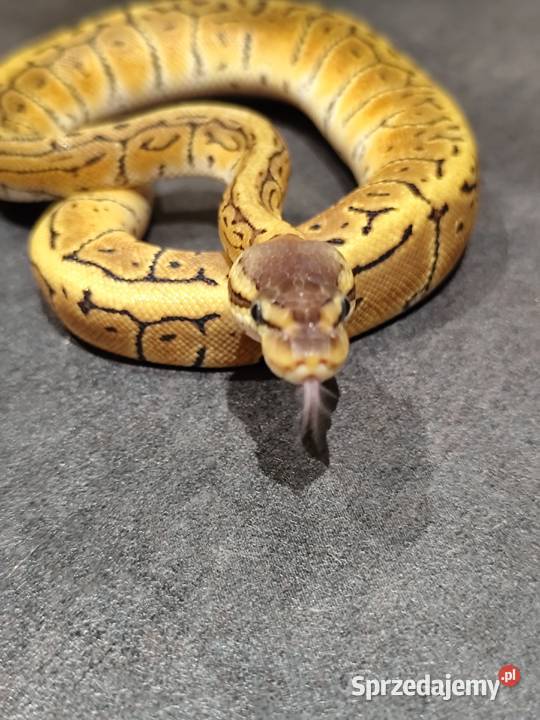 Samiczka młoda pyton królewski