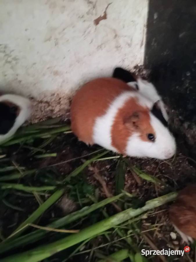 Swinki morskie Wawrzeńczyce sprzedam