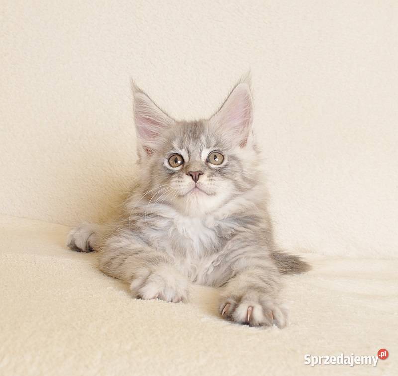 Przepiękny kocurek Maine Coon z rodowodem PZFWCF Białystok