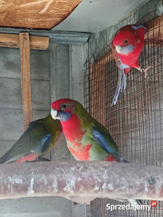 Rozelle Królewskie Ptaki wielkopolskie Pniewy sprzedam