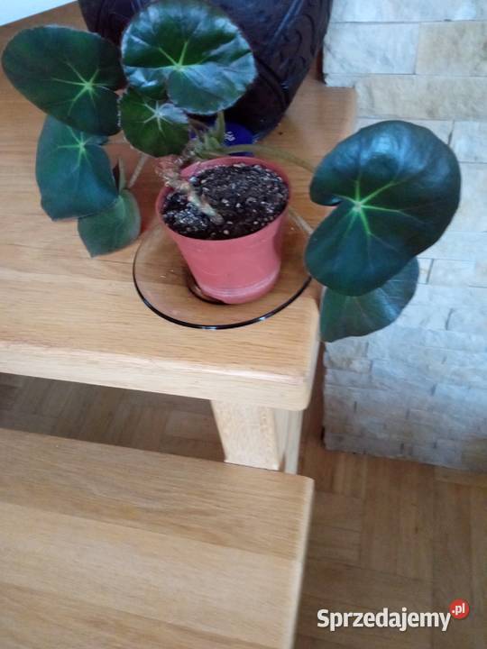 Kwiaty domowe różne może coś wybierzesz podlaskie Białystok