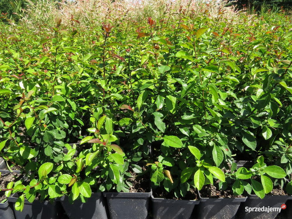 Pigwowiec japoński w doniczkach Chaenomeles sadz Wisznice