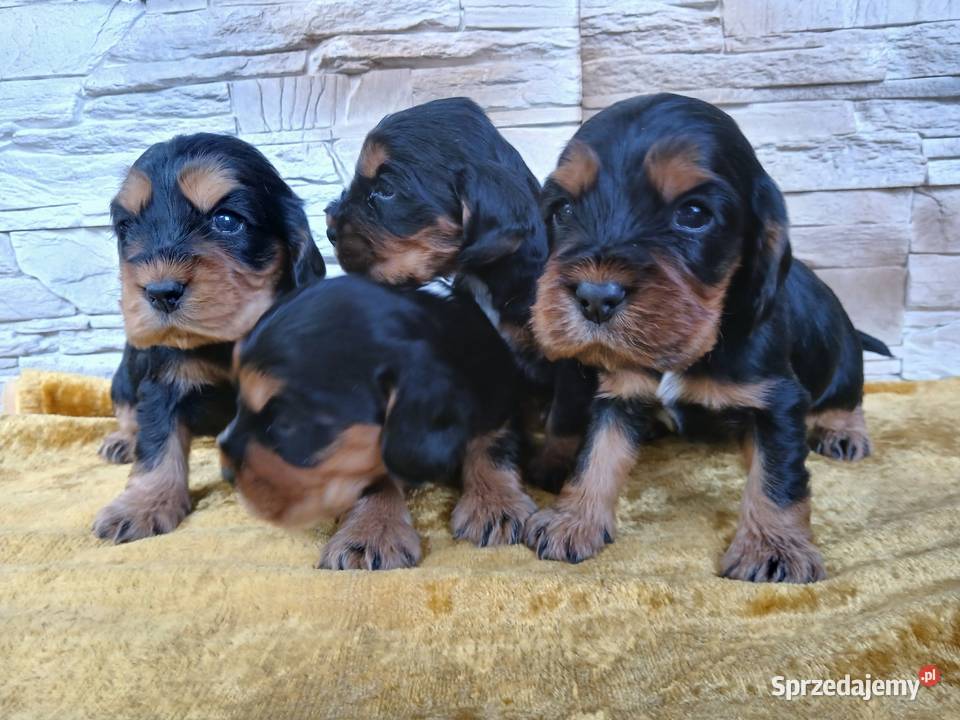 Śliczne Szczenięta Cocker Spaniel Angielski Sieradz sprzedam