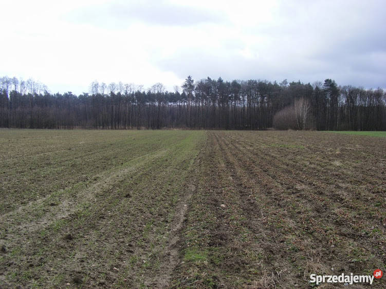 Działka siedliskowa Strzembowo 35 ha Strzembowo sprzedam
