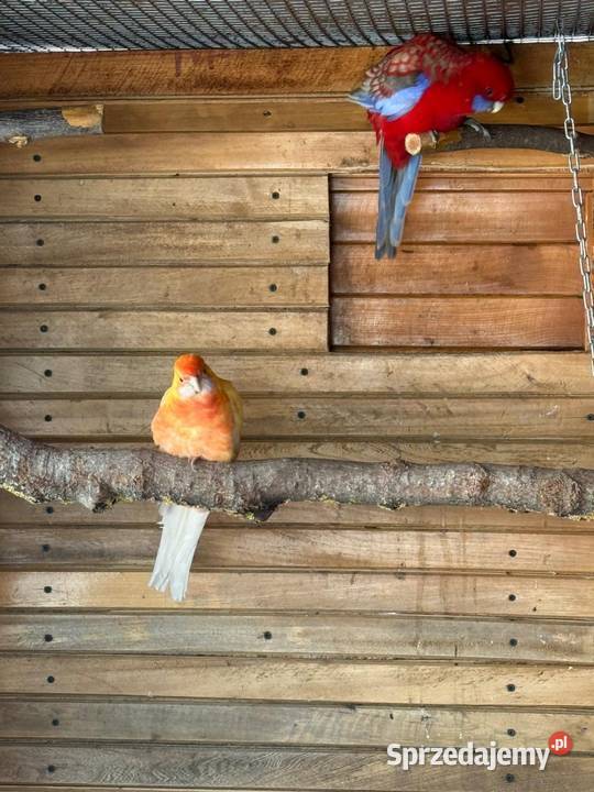 Rozelle królewskie świergotki Płońsk