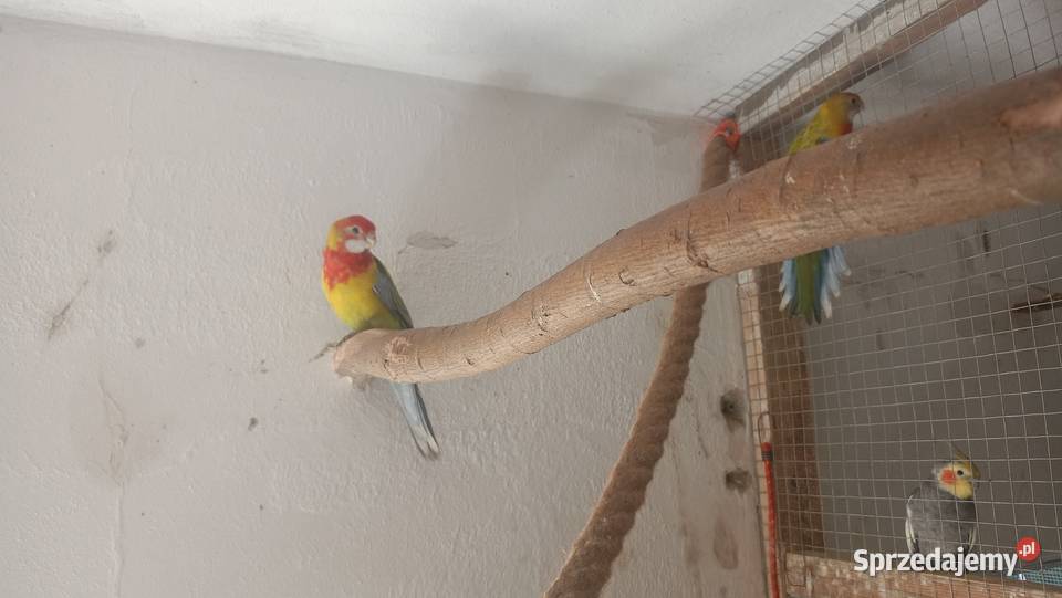 Rozzele białolice z tego roku Czchów