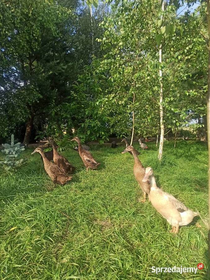 Jaja lęgowe biegusa biegus indyjski Krasnystaw