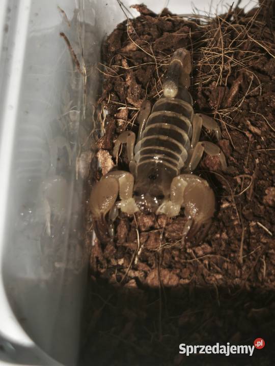 Scorpio maurus Skorpion pustynny Wałbrzych