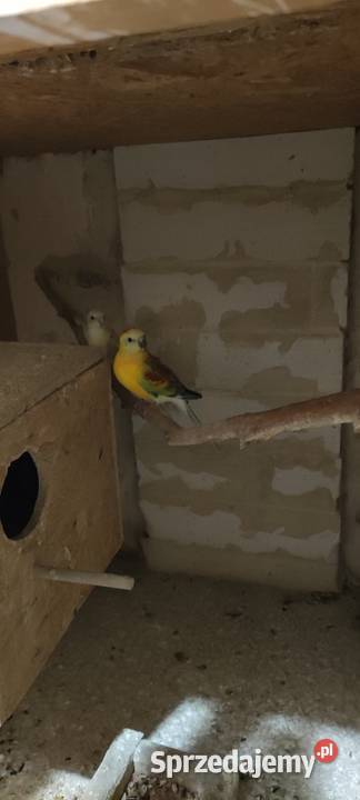 Rozela białolica śląskie Rybnik sprzedam