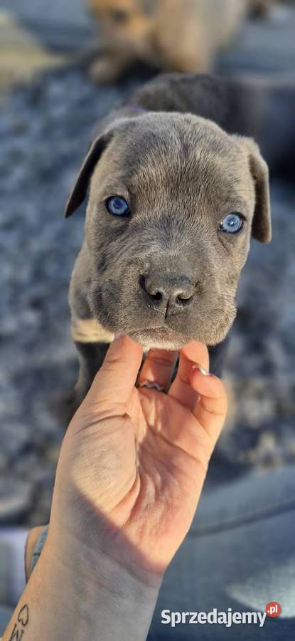 Szczenięta Cane Corso rodowodowe