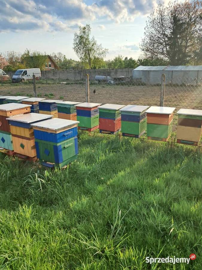 Pakiety Odkłady Pszczoły Pszczelarstwo Odrzywół