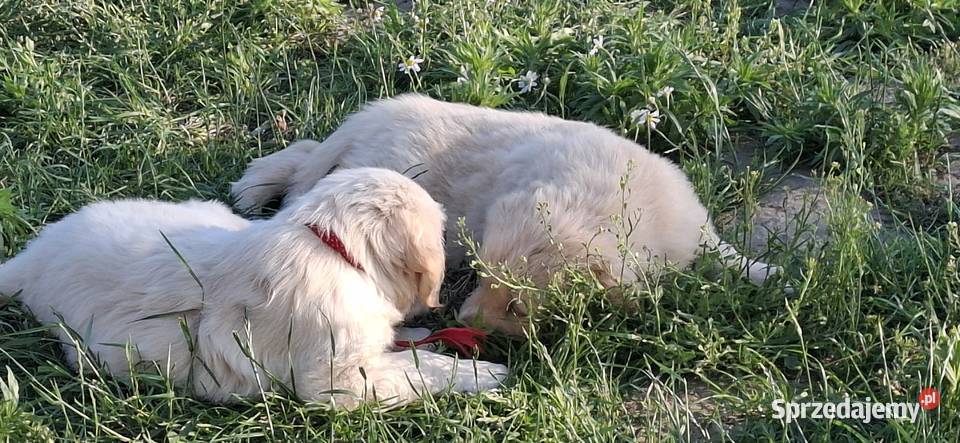 Sprzedam Golden Retriver Zaniówka
