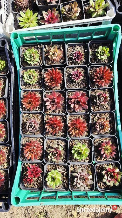 Sprzedam rojniki łódzkie Łódź