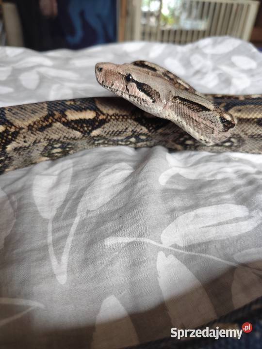 Samiec boa constrictorimperator