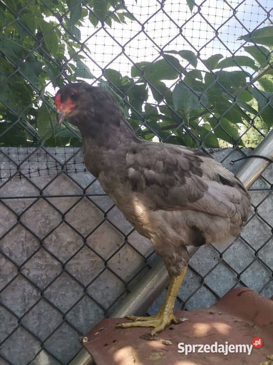 Araucany kogut koguty Sławsk sprzedam