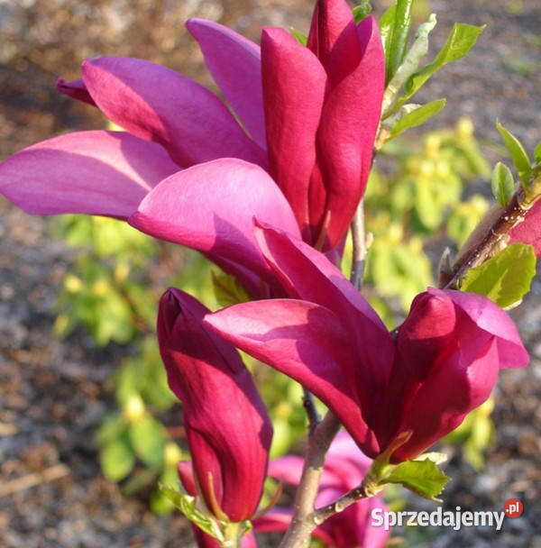 MAGNOLIA SUSAN sadzonki w doniczkach kujawsko-pomorskie Ustronie sprzedam