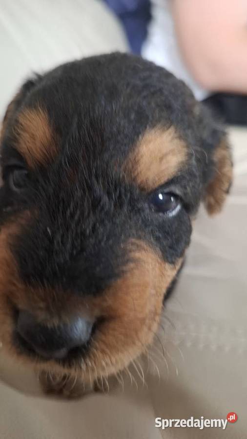 Airedale Terrier szczenięta rasowe ZKwP Zwierzęta Lublin sprzedam