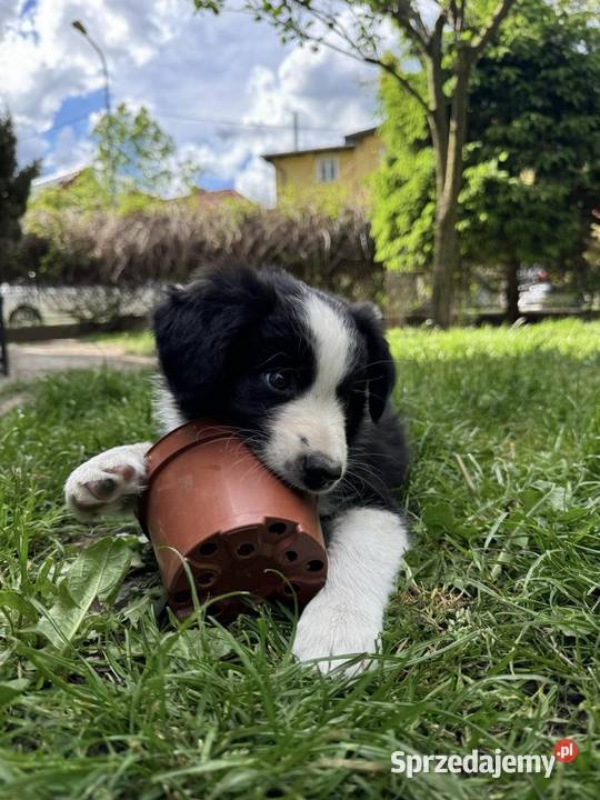 Szczeniak Border Collie ZKwPFCI Hodowla dolnośląskie Jelenia Góra