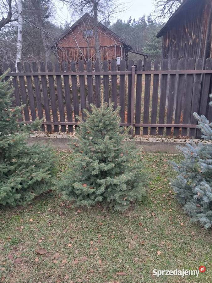 Choinki sprzedam