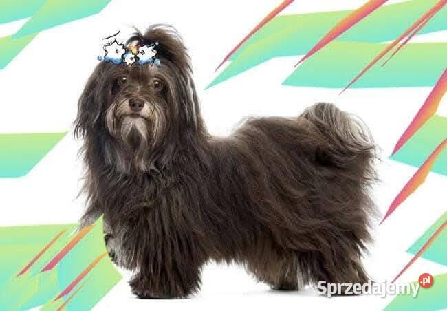 Hawanczyk hawaneze slodkie maluszki sprzedam