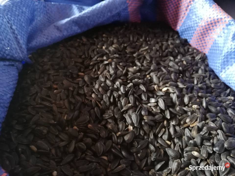 słonecznik czarny podkarpackie Orły sprzedam