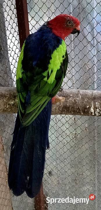 sprzedam samice Szkarlatki Zoltoskrzydlej