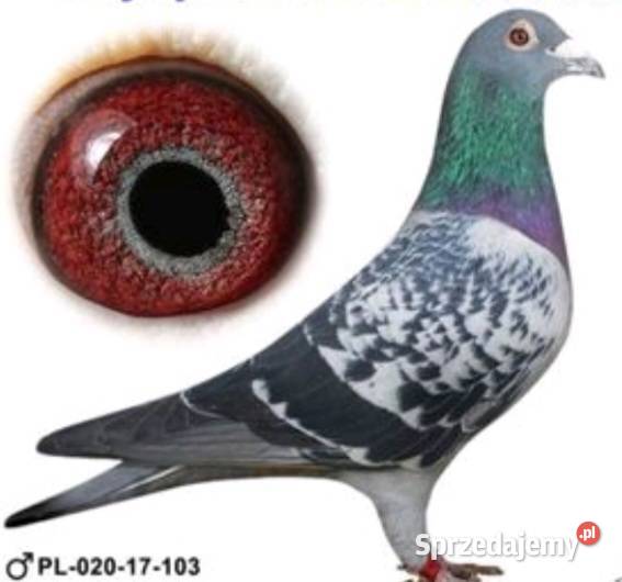 Samiec syn 4 Asa Polski Wadowice