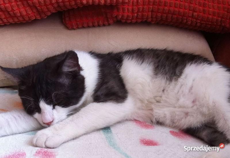 ŁOWCA MYSZ ZADBA O TWÓJ DOM