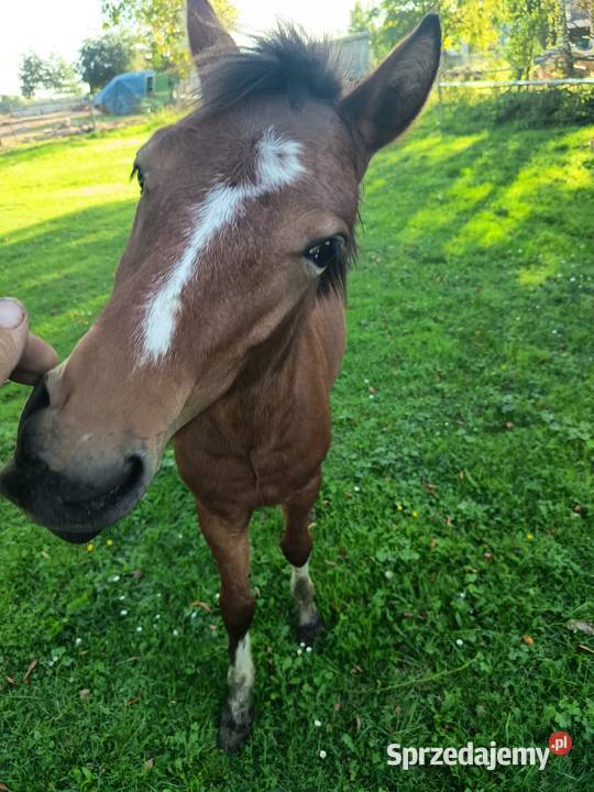 Sprzedam młode chucuły świętokrzyskie Wygoda