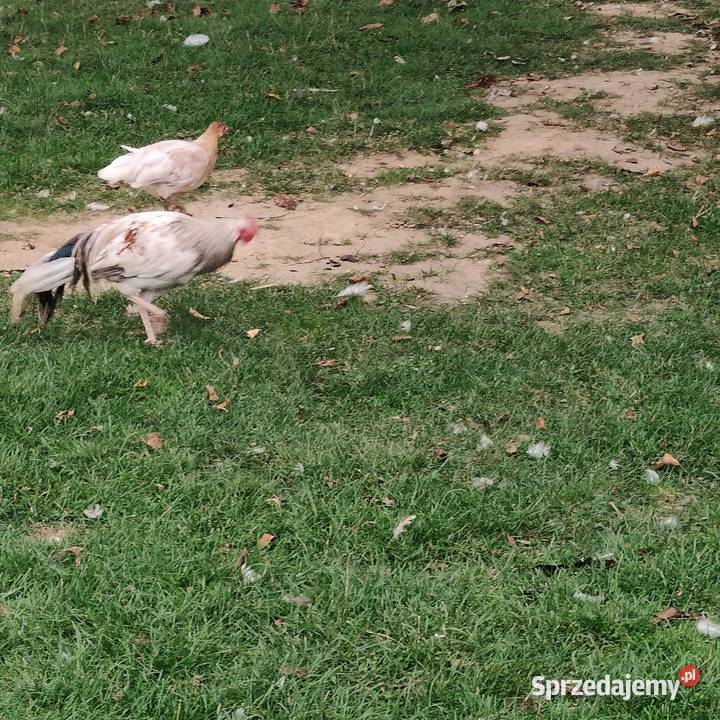 Kogut Feniks Osieczna