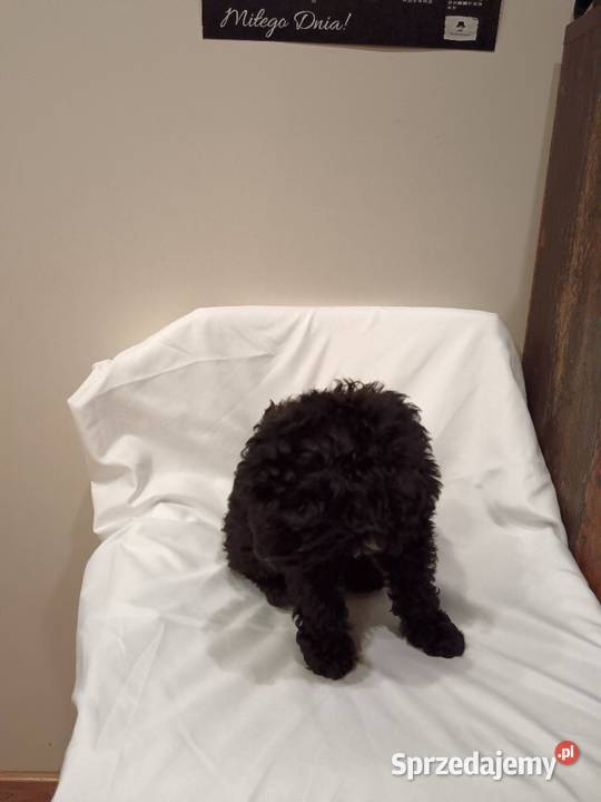 Cockapoo mazowieckie Żółwin sprzedam