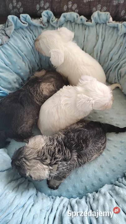 Sznaucer miniaturowy rodowodowe szczenięta Radomsko