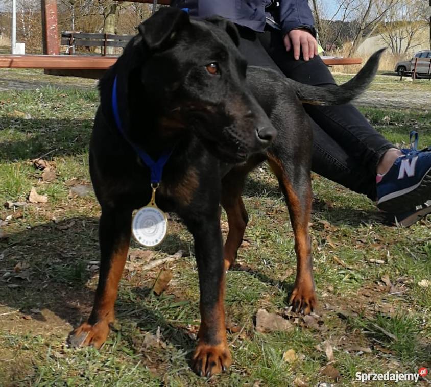 Niemiecki Terier Myśliwski Jagdterrier FCI Psy Bolesławiec sprzedam