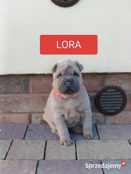 Szczenięta shar pei rodowód Wyszków