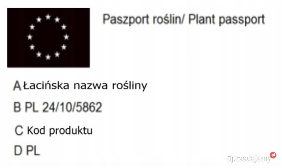 P9 AMBROWIEC BALSAMICZNY MIODODAJNY Miedźna sprzedam
