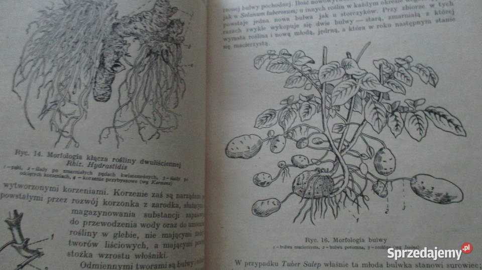 Zarys farmakognozjiSurowce o budowie Łódź