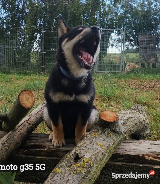 SHIBA INU Nowy miot przyjmujemy zamówienia sprzedam