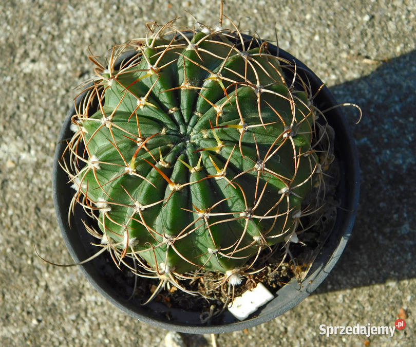 Kaktus Echinopsis Lobivia białe kwiaty małopolskie Kraków
