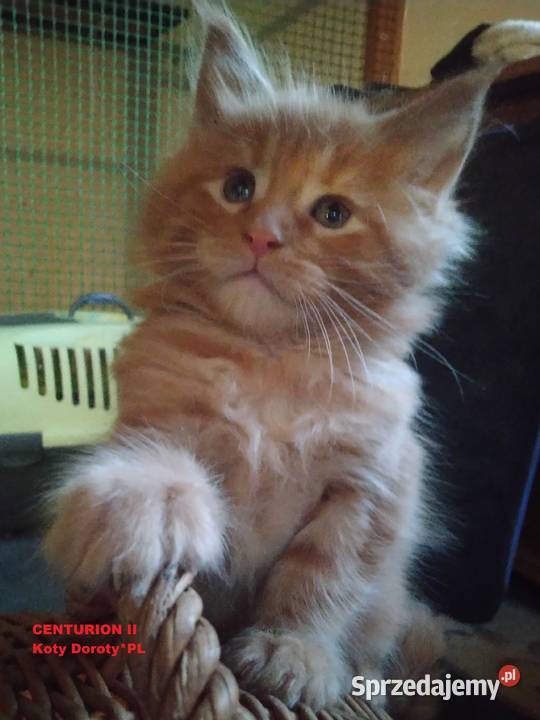 Kocieta Koty Doroty śląskie