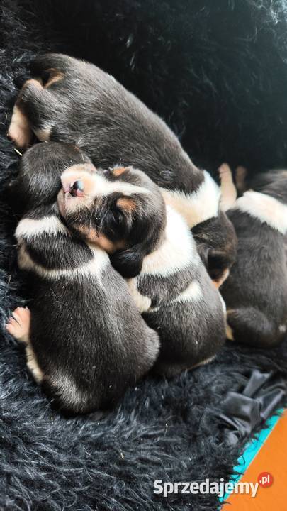 Szczenięta Beagle do rezerwacji Beagle Jabłonna Lacka