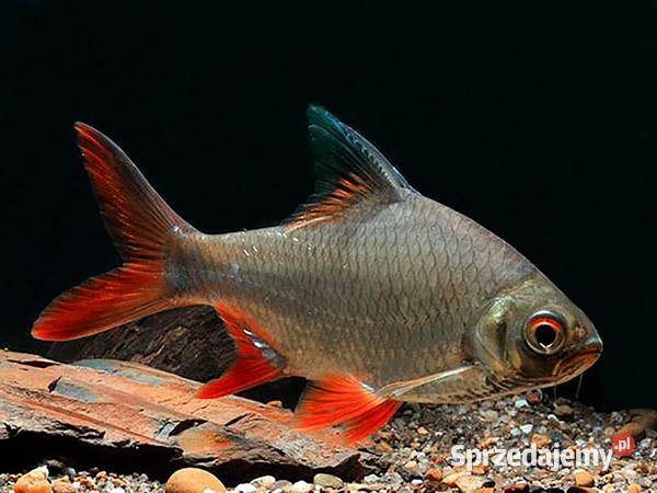 Brzanka Schwanenfelda wielka Barbonymus Ryby Gdańsk sprzedam