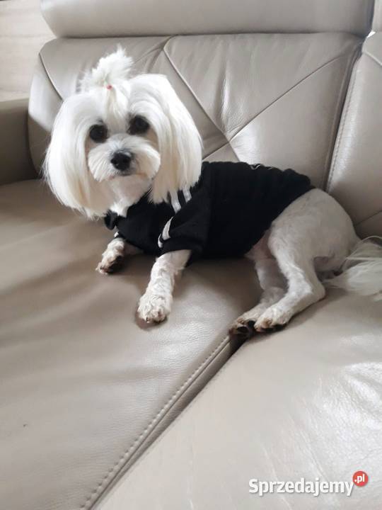 Śliczne Maltipoo F1 Gorlice