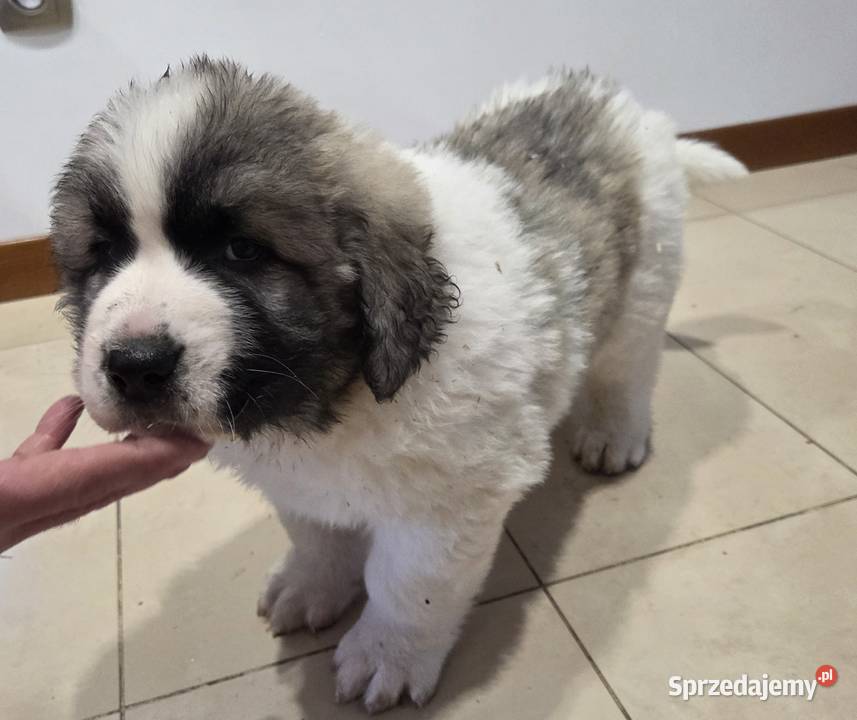 Mastif Pirenejski ZKwPKrakow szczeniaki dostepne Ochmanów sprzedam